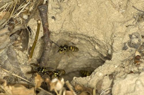 Vespula vulgaris