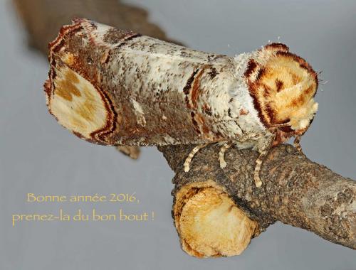 Phalera bucephala