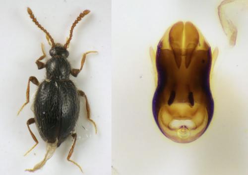 Réf. 155 588 : Stenichnus scutellaris