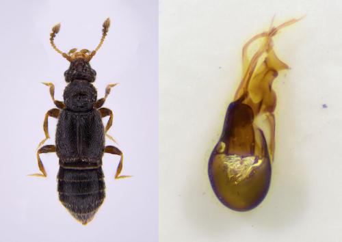 Bibloplectus ambiguus