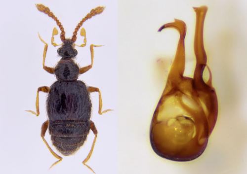 Tychus monilicornis