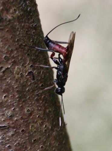 Xorides sp.