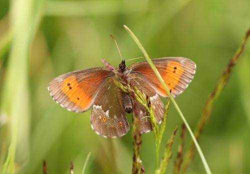 Réf. 155 283 : Erebia euryale