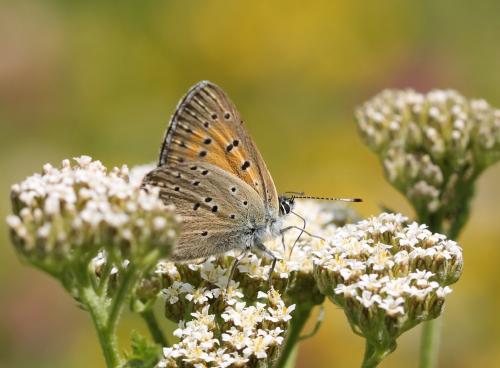 Réf. 155 286 : Lycaena candens