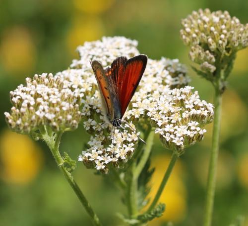 Réf. 155 285 : Lycaena candens
