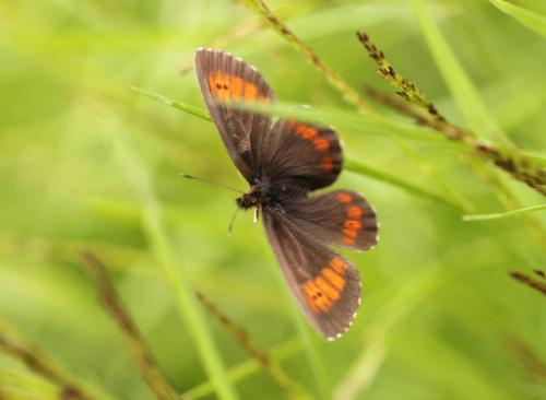 Réf. 155 284 : Erebia euryale