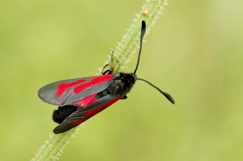 Réf. 155 024 : Zygaena sp.