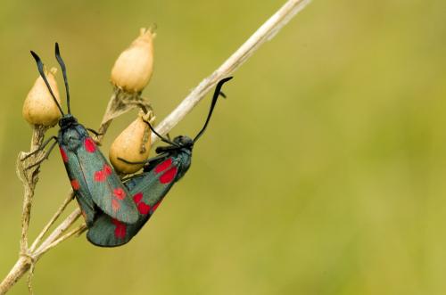 Zygaena filipendulae