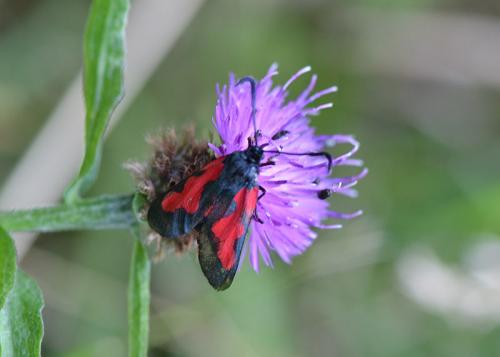 Zygaena trifolii