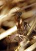 Mantis religiosa