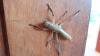 155621 – Photo : Bernard Courcol – Madagascar
