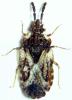 155507 – Photo : Arthropa - Benoit Martha – France (21)