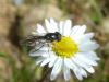155547 – Photo : Andre Astric – France (68)