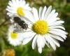 155557 – Photo : Andre Astric – France (68)