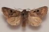 155609 – Photo : Arthropa - Benoit Martha – France (29)