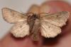 155610 – Photo : Arthropa - Benoit Martha – France (29)