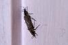 155070 – Photo : Nicolas Alric – France (12)