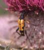 Rutpela maculata