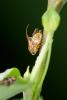 155184 – Photo : D. Martinez – Philippines