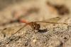 155040 – Photo : Cochet Alain – France (40)