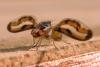 155497 – Photo : Arthropa - Benoit Martha – France (09)