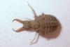 155501 – Photo : Arthropa - Benoit Martha – France (21)
