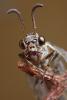 155504 – Photo : Arthropa - Benoit Martha – France (21)