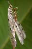 155503 – Photo : Arthropa - Benoit Martha – France (21)