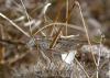 155430 – Photo : Arthropa - Benoit Martha – France (20)