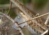 155431 – Photo : Arthropa - Benoit Martha – France (20)