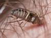 155313 – Photo : Arthropa - Benoit Martha – France (21)