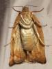 155519 – Photo : Arthropa - Benoit Martha – France (21)