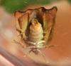 155521 – Photo : Arthropa - Benoit Martha – France (21)