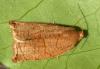 155520 – Photo : Arthropa - Benoit Martha – France (21)