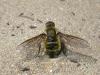 155322 – Photo : Arthropa - Benoit Martha – France (17)