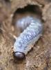 155513 – Photo : Arthropa - Benoit Martha – France (71)