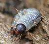 155514 – Photo : Arthropa - Benoit Martha – France (71)