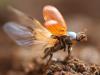 155515 – Photo : Arthropa - Benoit Martha – France (71)