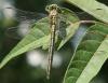 155607 – Photo : Arthropa - Benoit Martha – France (07)