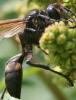 155611 – Photo : Arthropa - Benoit Martha – France (07)