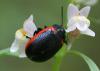 155423 – Photo : Arthropa - Benoit Martha – France (07)