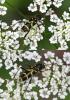 155427 – Photo : Arthropa - Benoit Martha – France (07)