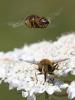 155769 – Photo : Arthropa - Benoit Martha – France (29)