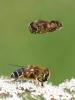 155685 – Photo : Arthropa - Benoit Martha – France (29)