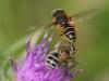 155687 – Photo : Arthropa - Benoit Martha – France (29)