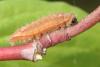 155564 – Photo : Arthropa - Benoit Martha – France (71)