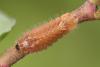 155565 – Photo : Arthropa - Benoit Martha – France (71)