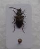 Bembidion dentellum