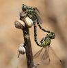155238 – Photo : Gilles SALAMA – France (81)
