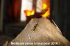 Clytus arietis